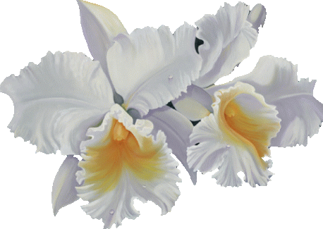 Orchidée (1)
