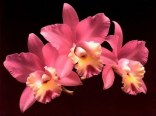 Orchidée (10)