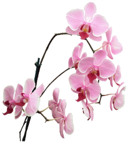Orchidée (4)