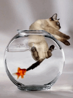Gifs Animaux Droles Page 25 | GIFS Gratuits PJC